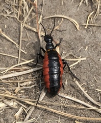 Pseudomeloe collegialis