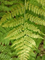 Dryopteris intermedia