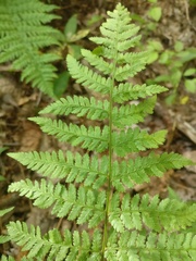 Dryopteris intermedia