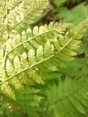 Dryopteris intermedia