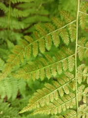 Dryopteris intermedia