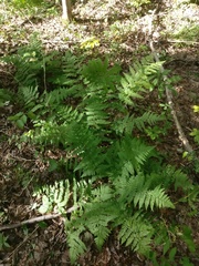 Dryopteris intermedia