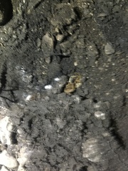 Centruroides vittatus