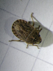 Sciocoris cursitans