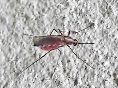 Aedes condolescens