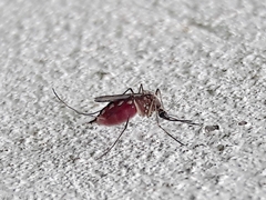 Aedes condolescens