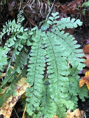 Adiantum aleuticum aleuticum