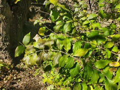 Lonicera maackii