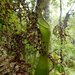 Nepenthes kitanglad - Photo (c) Carmelo López Abad, algunos derechos reservados (CC BY-NC), subido por Carmelo López Abad