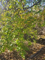 Lonicera maackii