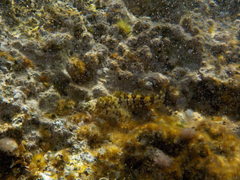 Lipophrys trigloides