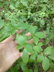 Vaccinium