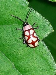 Omophoita magniguttis