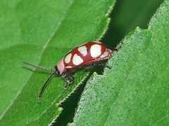 Omophoita magniguttis
