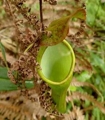 Nepenthes kitanglad