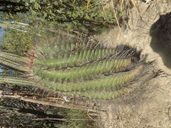 Ferocactus recurvus