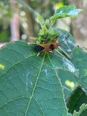 Hypselonotus bitrianguliger