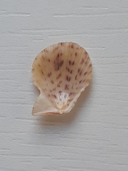 Caribachlamys ornata