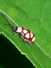 Omophoita magniguttis