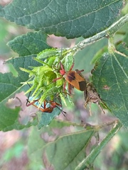 Hypselonotus bitrianguliger