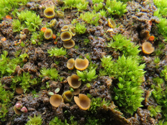 Tricharina gilva