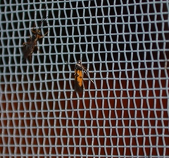 Chrysoclista linneella