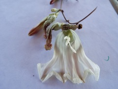 Ipomoea proxima
