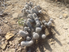 Mammillaria haageana meissneri
