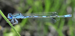 Coenagrion caerulescens