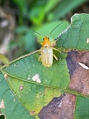 Metaxyonycha granulata