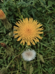 Taraxacum mongolicum