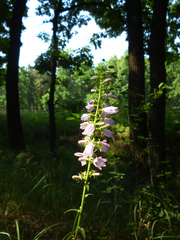 Campanula rapunculoides