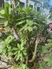 Magnoliopsida