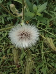 Taraxacum mongolicum