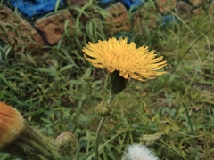 Taraxacum mongolicum