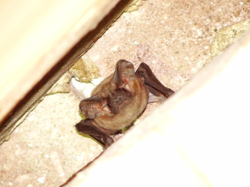 Egyptian Free-tailed Bat