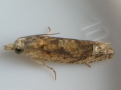 Eucosma ochrocephala