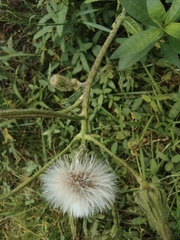 Taraxacum mongolicum