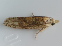Eucosma ochrocephala
