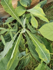 Taraxacum mongolicum
