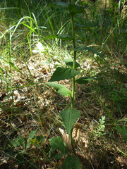 Campanula rapunculoides