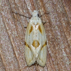 Aethes seriatana