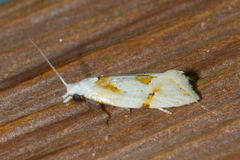 Aethes seriatana