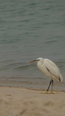 Ardea intermedia
