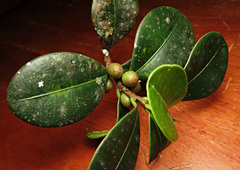 Ficus oleifolia
