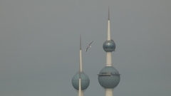 Chroicocephalus ridibundus