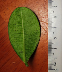 Ficus oleifolia