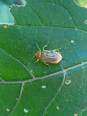 Metaxyonycha granulata