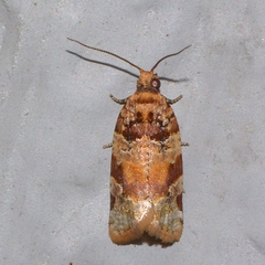 Argyrotaenia kimballi