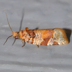 Argyrotaenia kimballi